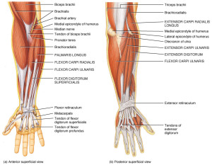 forearm-muscles