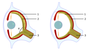 evolution_eye-svg